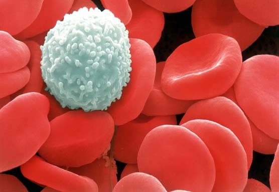 Immunity theory, Immune system, digestive system, digestion